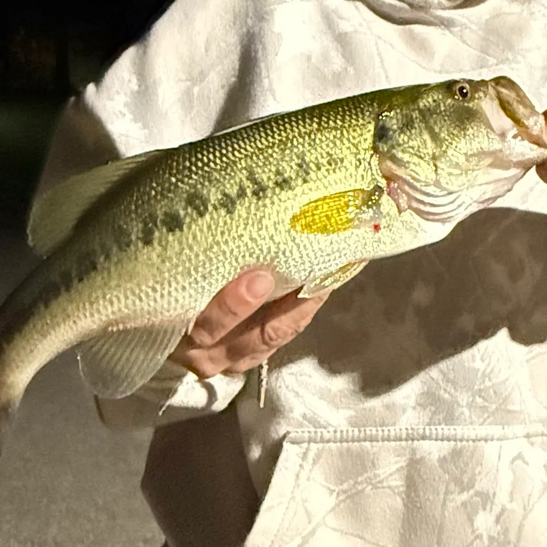 Largemouth bass caught on Fishbrain