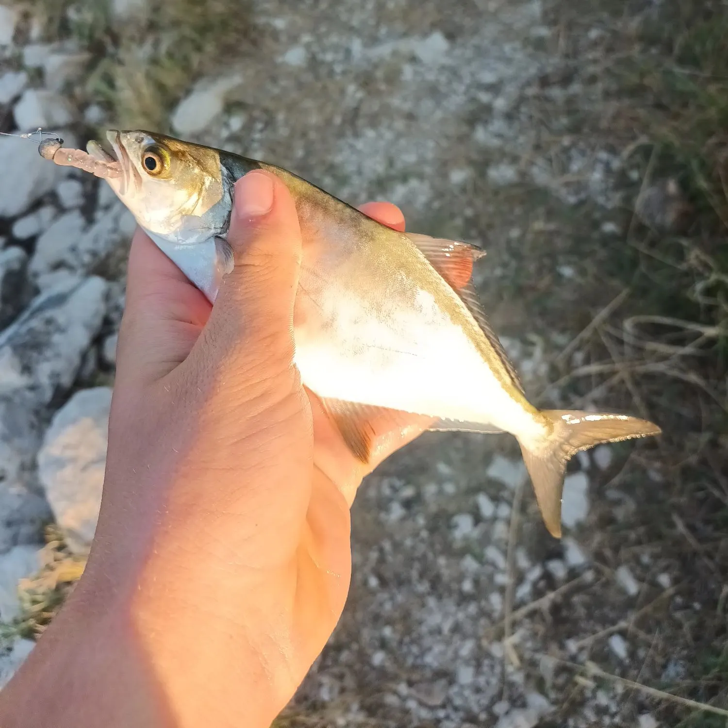 The most recent Leerfish catches on Fishbrain