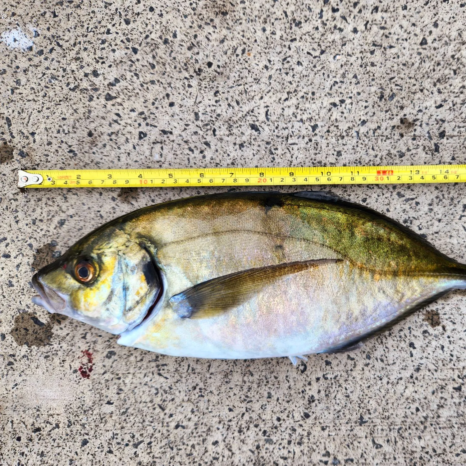 The most recent White trevally catches on Fishbrain