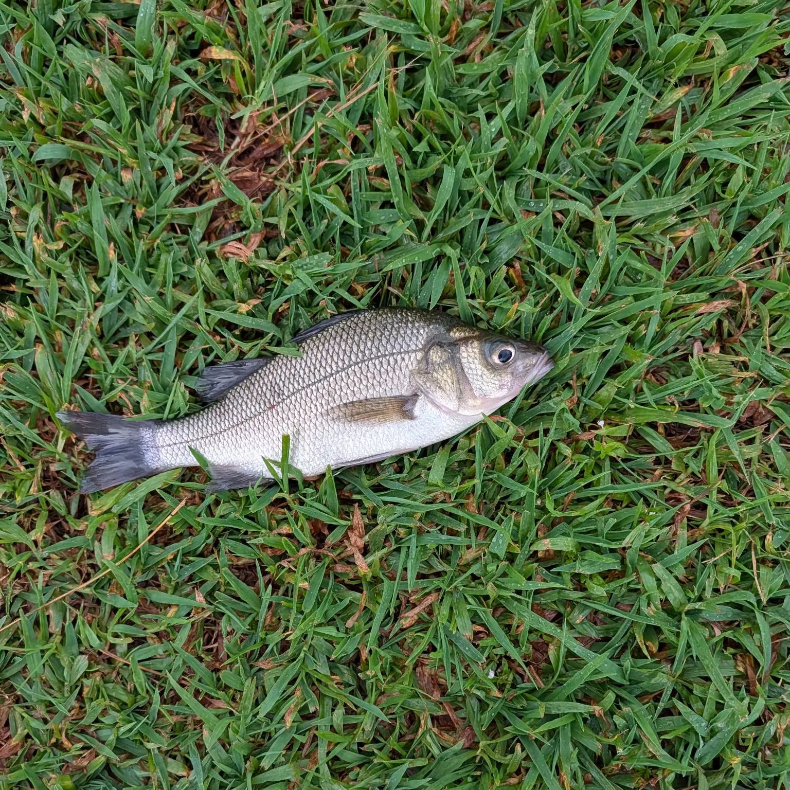 White perch caught on Fishbrain