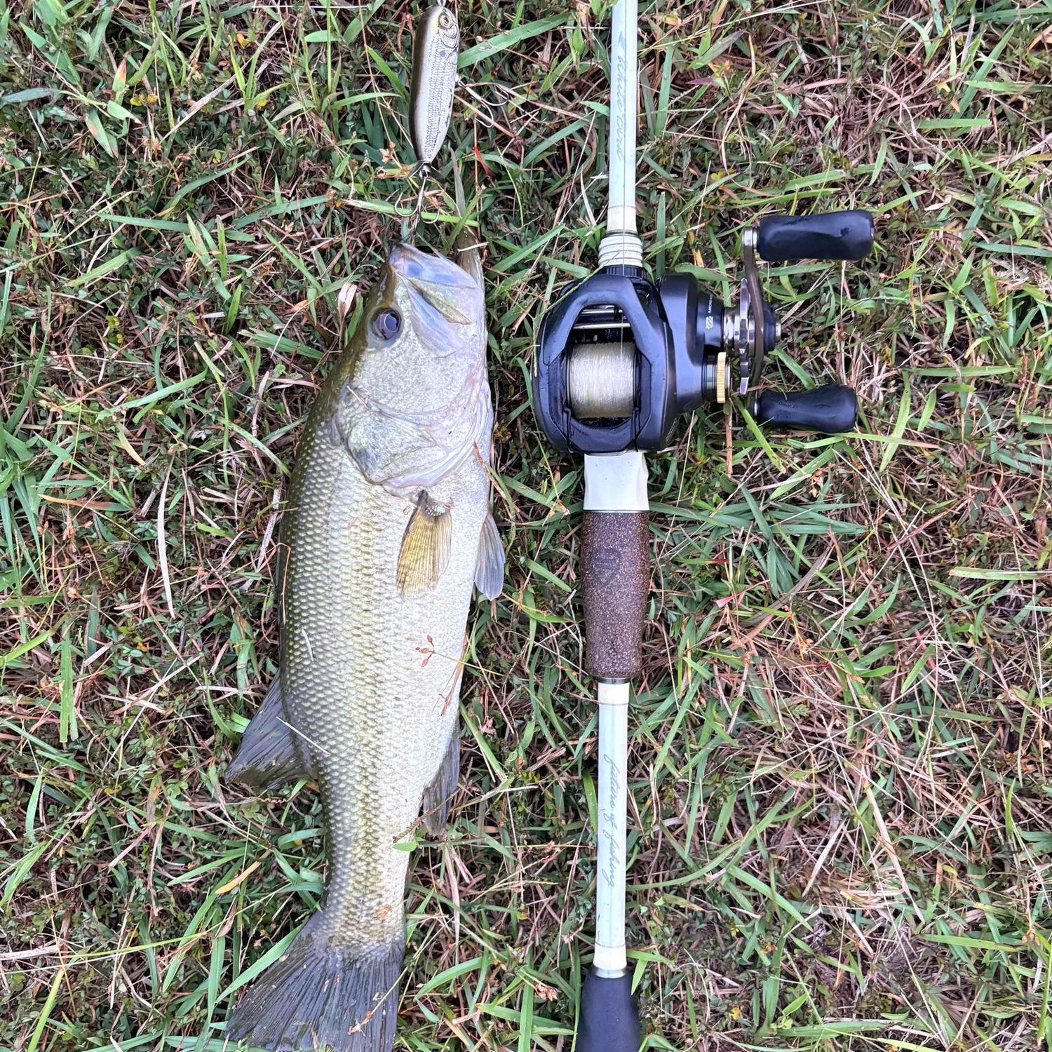 Largemouth bass caught on Fishbrain