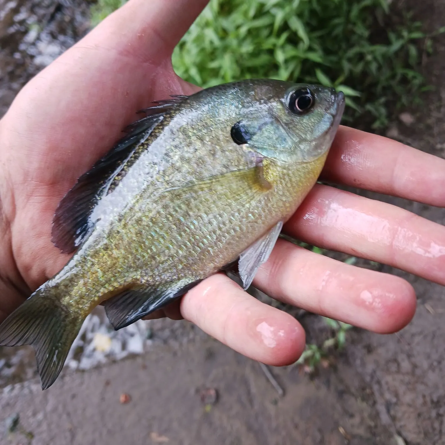 Bluegill caught on Fishbrain