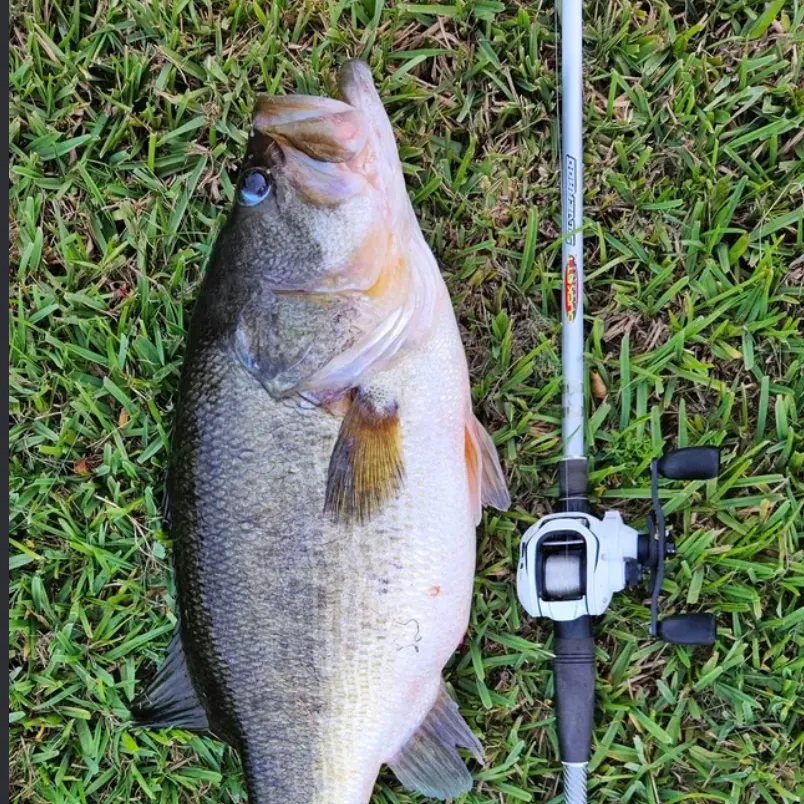 Largemouth bass caught on Fishbrain