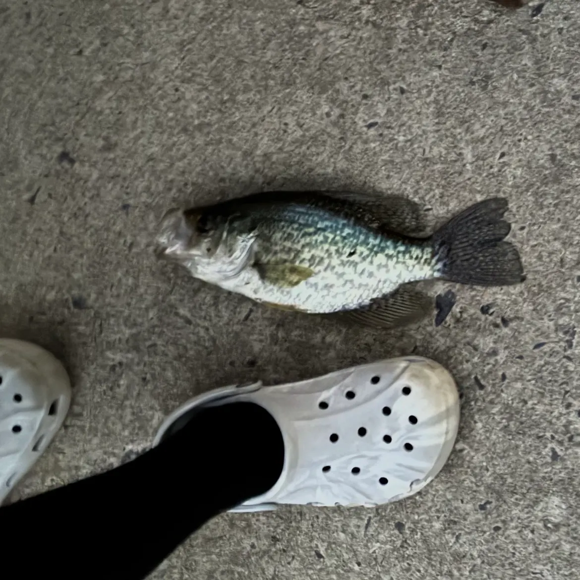 Black crappie caught on Fishbrain