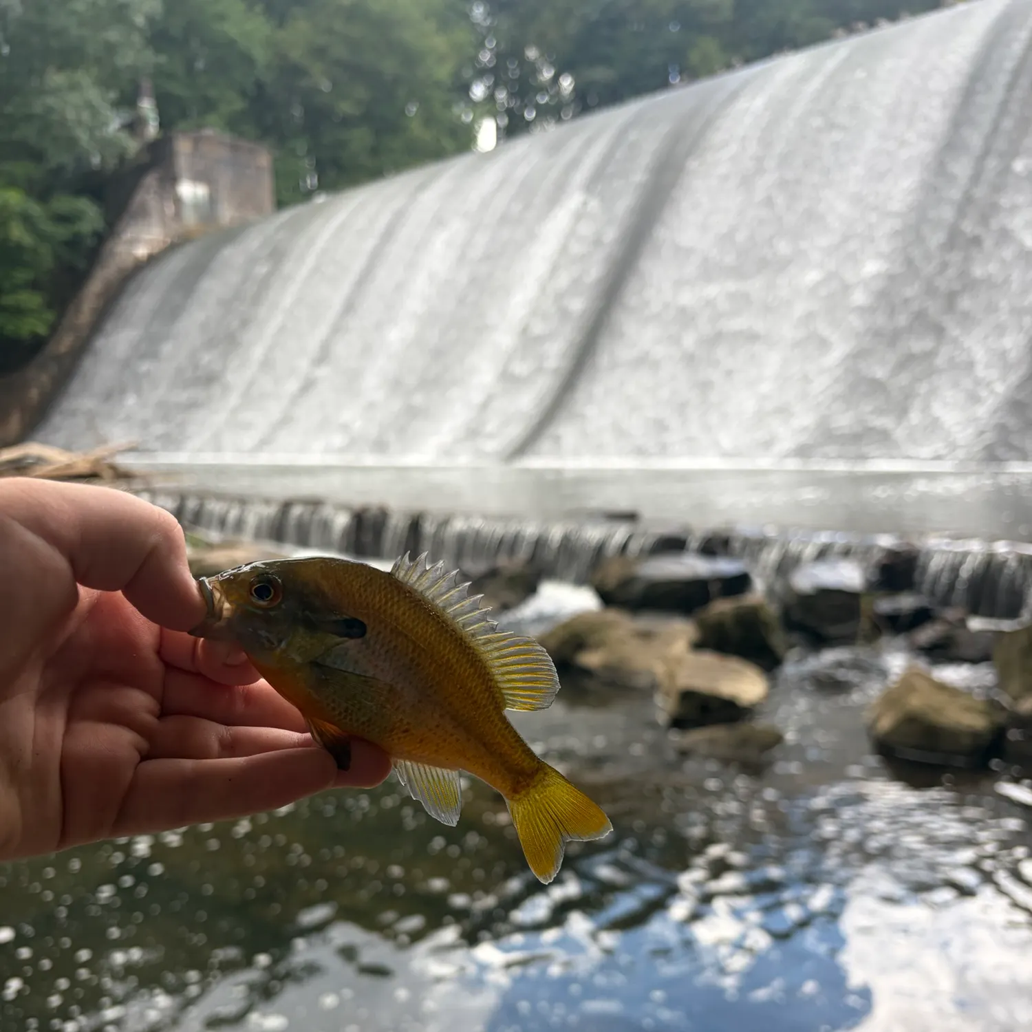 Redbreast sunfish caught on Fishbrain