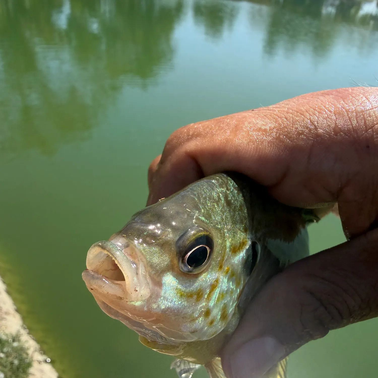 Bluegill caught on Fishbrain