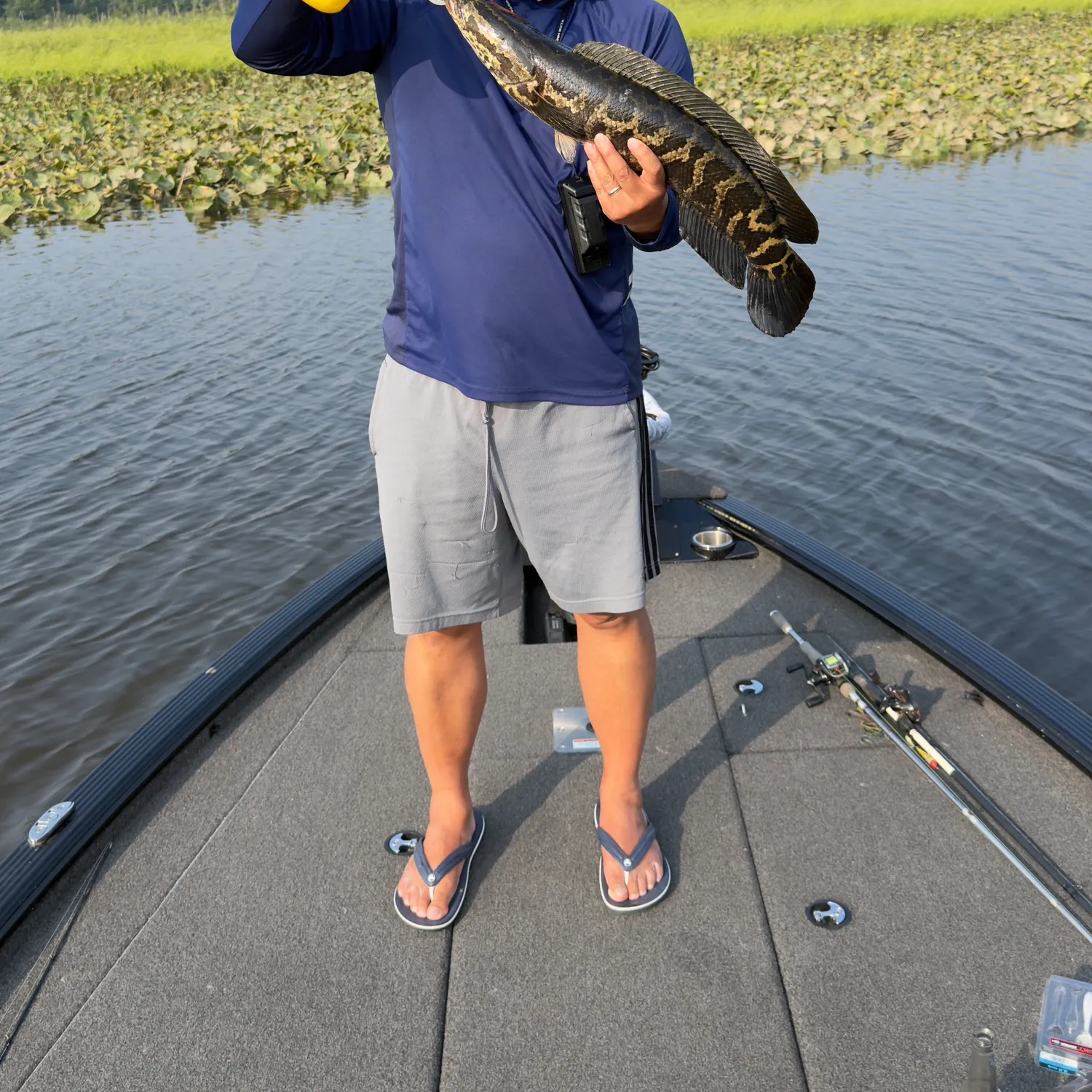 The most recent Northern snakehead catches on Fishbrain