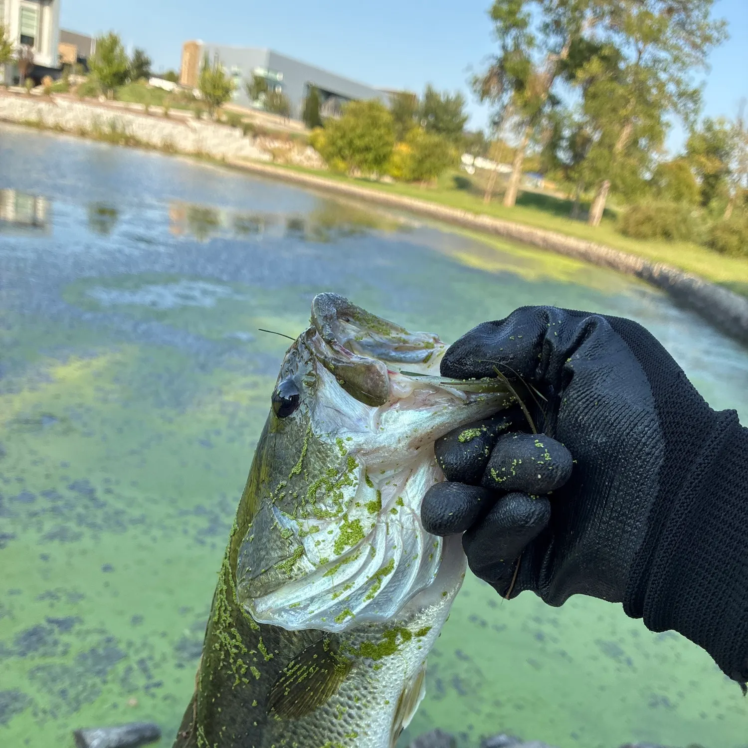 Fish caught on Fishbrain