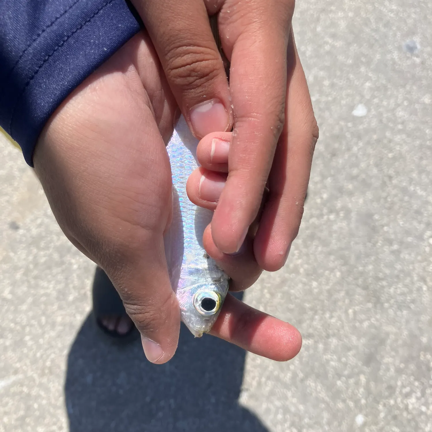The most recent Scaled herring catches on Fishbrain
