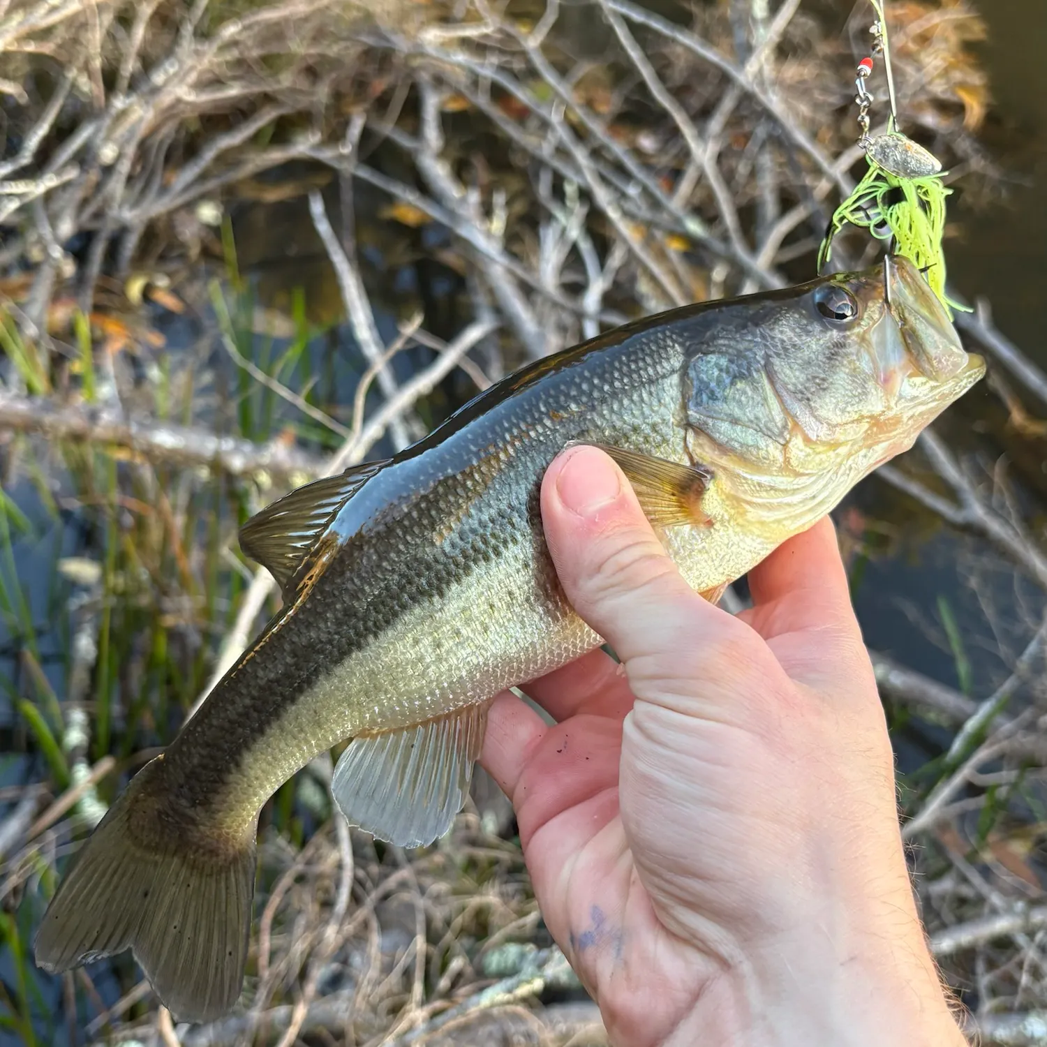 Largemouth bass caught on Fishbrain