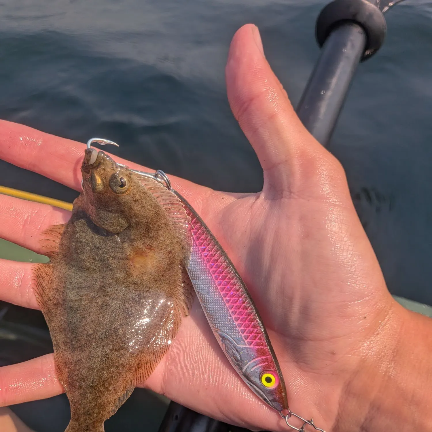 The most recent Speckled sanddab catches on Fishbrain