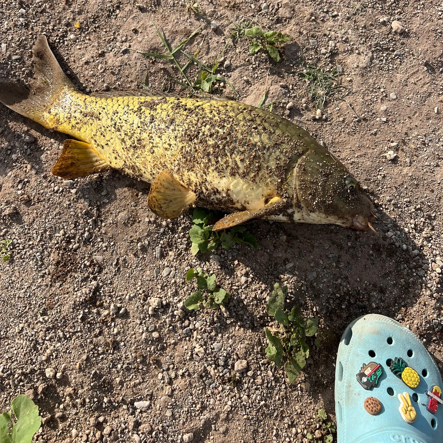 The most recent Common carp catches on Fishbrain