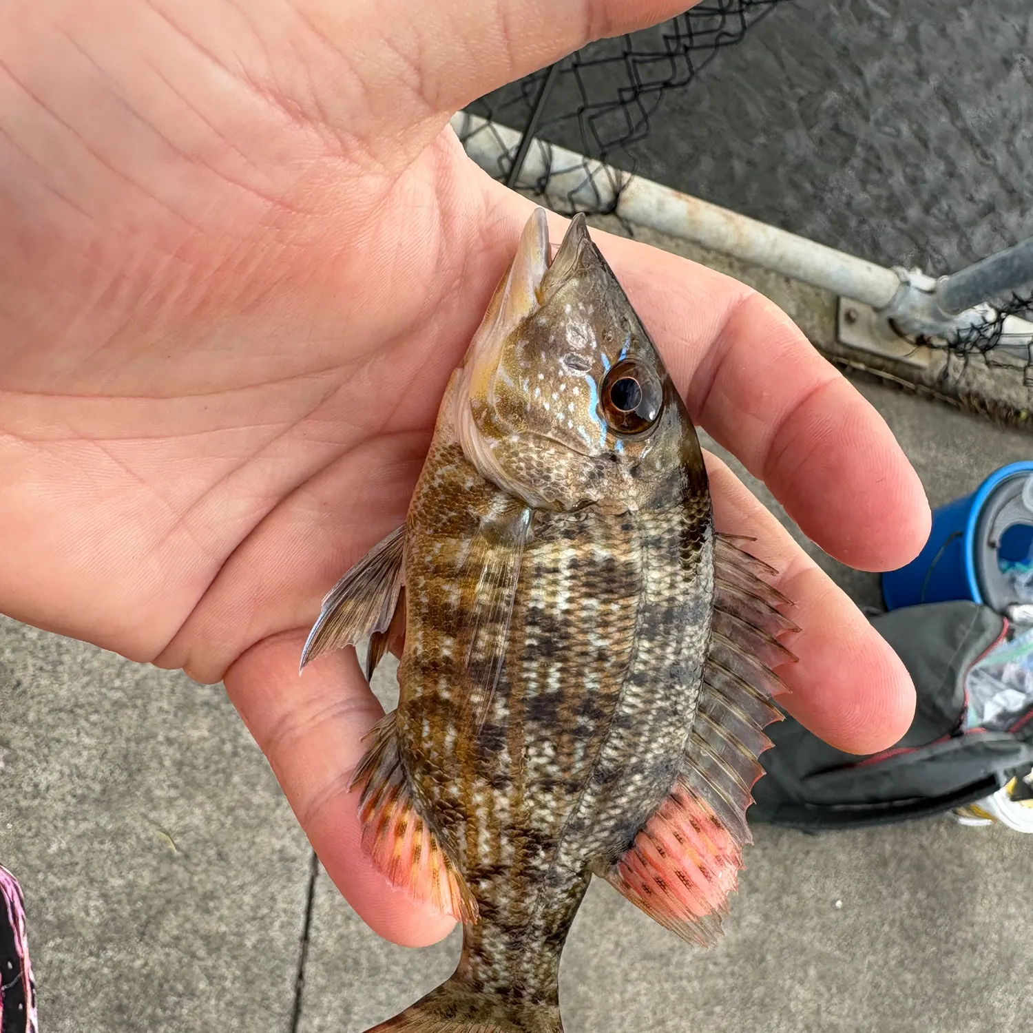 most liked catch image