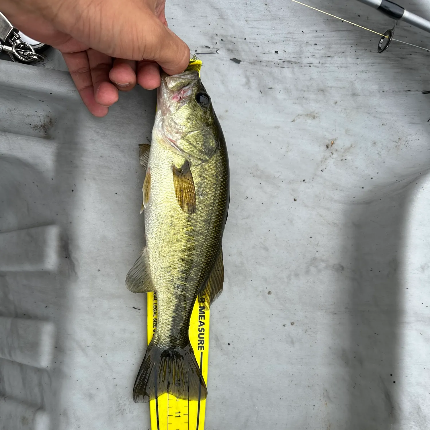 Largemouth bass caught on Fishbrain