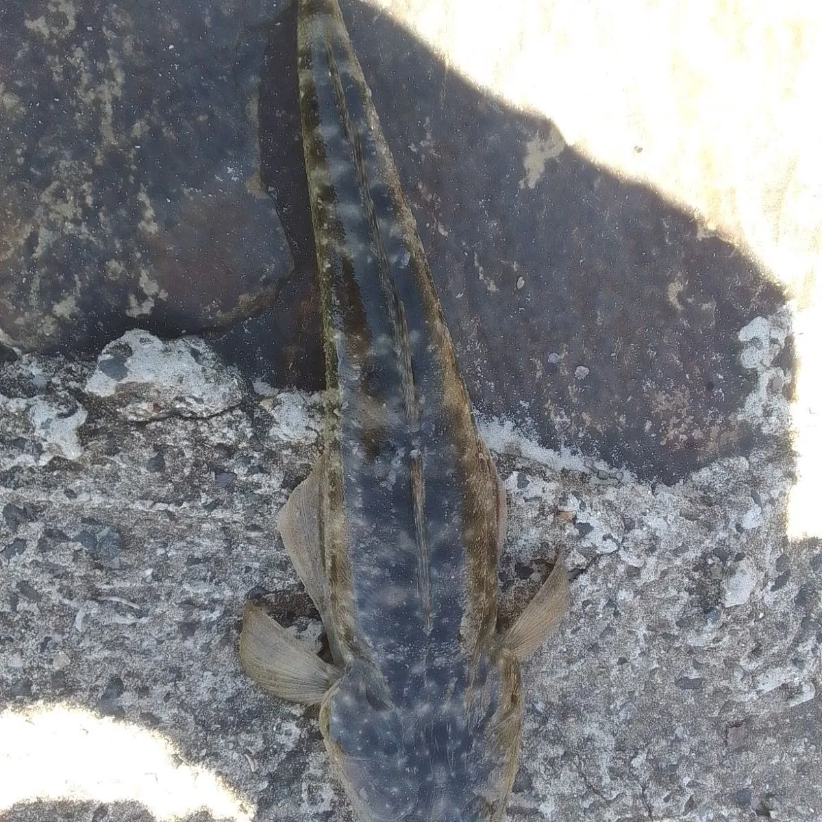 Dusky flathead caught on Fishbrain