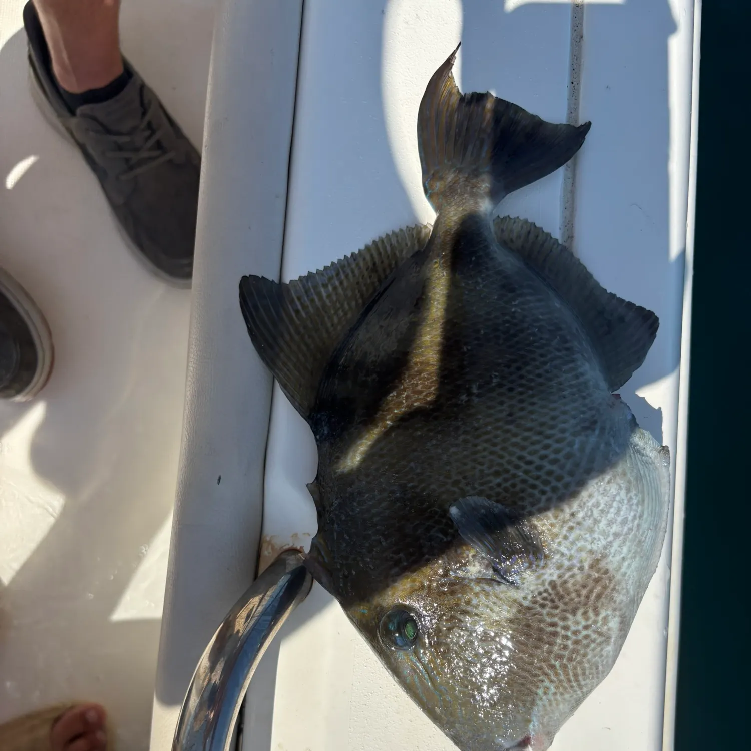 Grey triggerfish caught on Fishbrain
