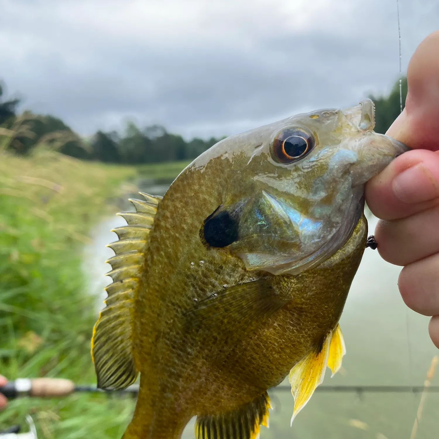The most recent Warmouth x redear sunfish catches on Fishbrain