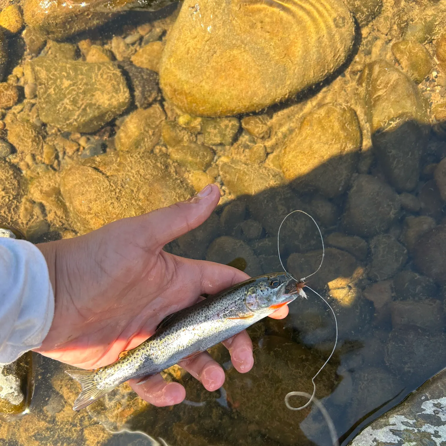 The most recent Coastal cutthroat trout catches on Fishbrain