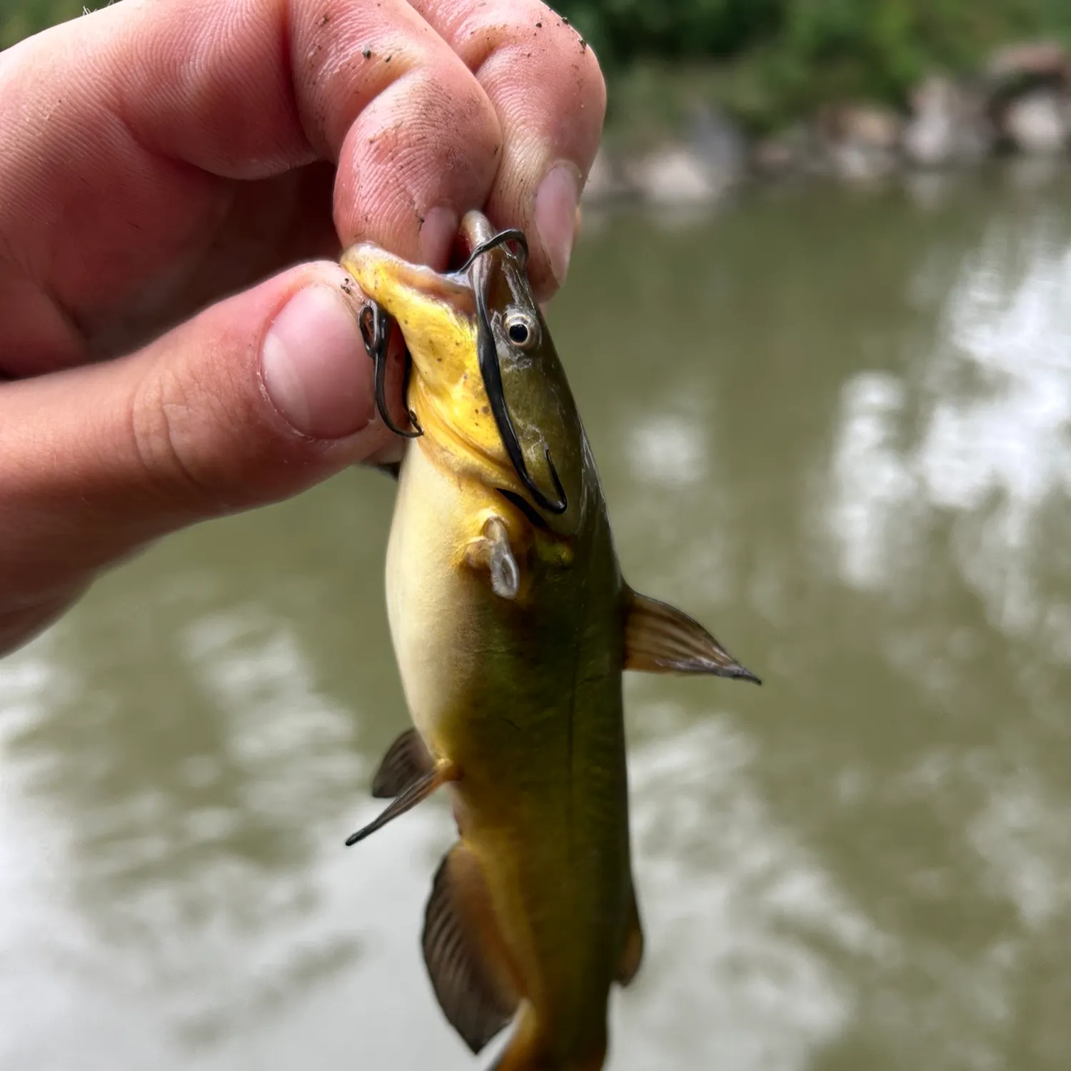 Yellow bullhead caught on Fishbrain