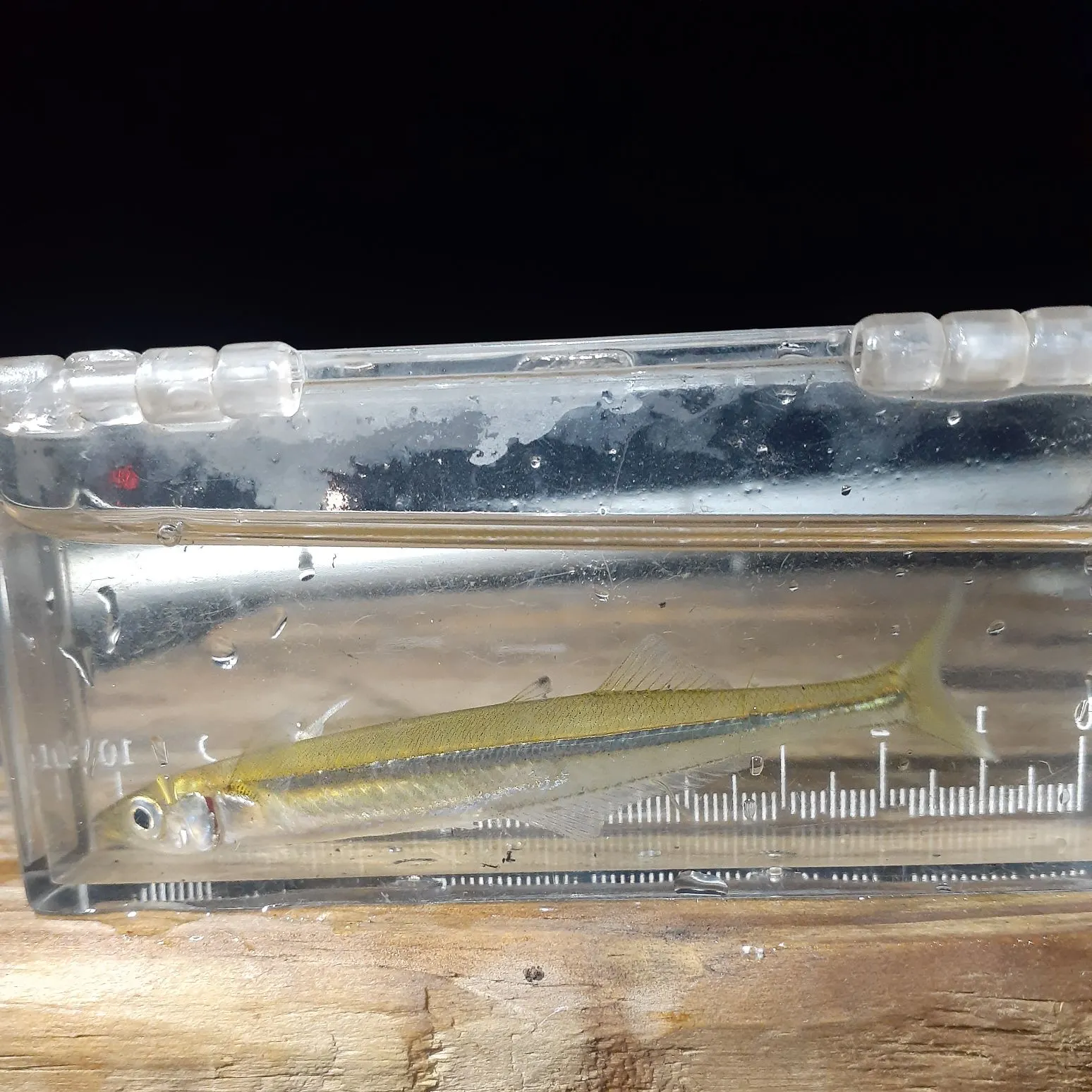 The most recent Brook silverside catches on Fishbrain