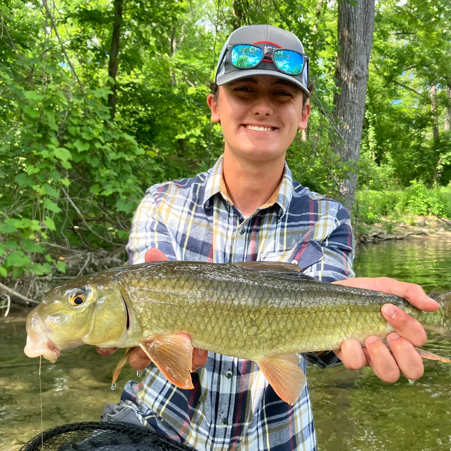 The most recent Golden redhorse catches on Fishbrain