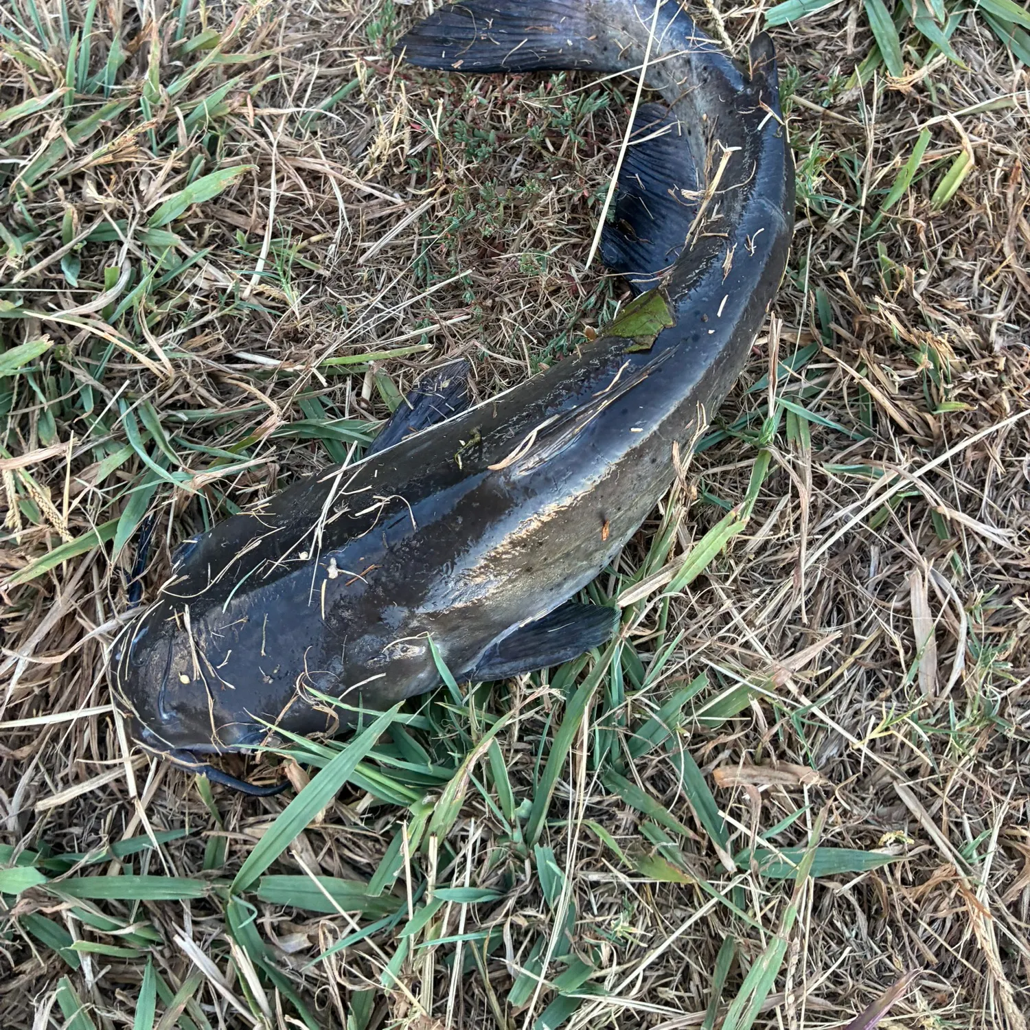 Fish caught on Fishbrain