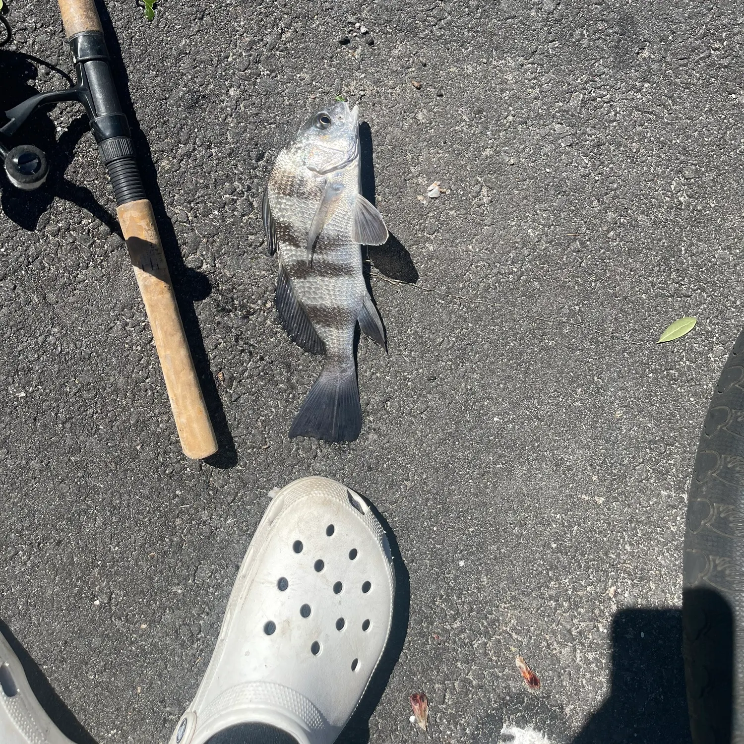 Black drum caught on Fishbrain