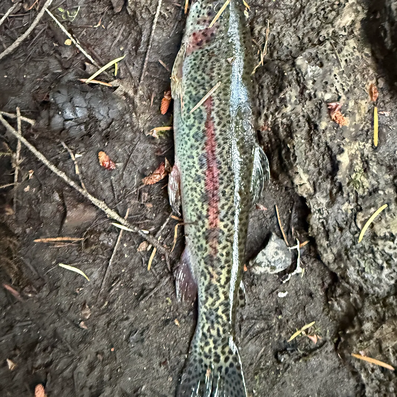 Rainbow trout caught on Fishbrain