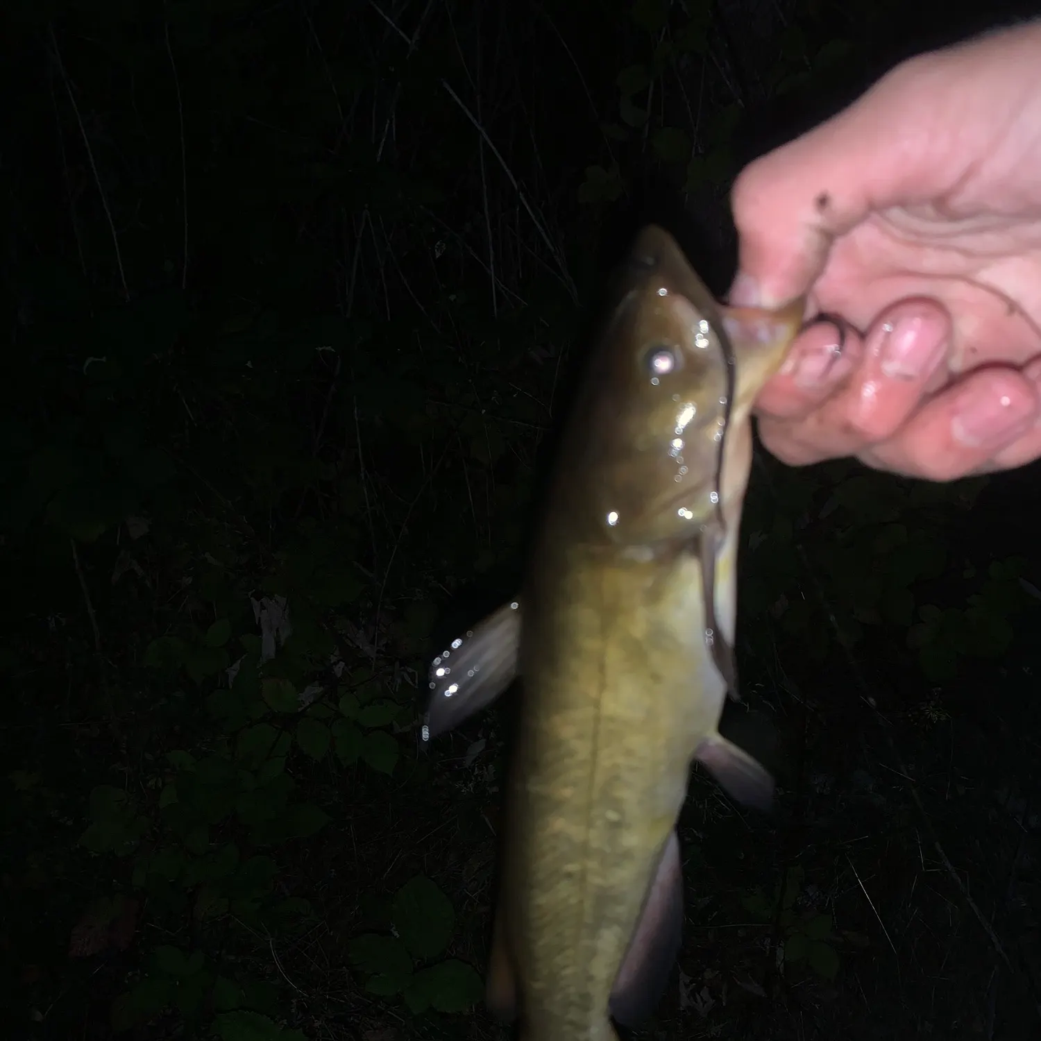 Yellow bullhead caught on Fishbrain