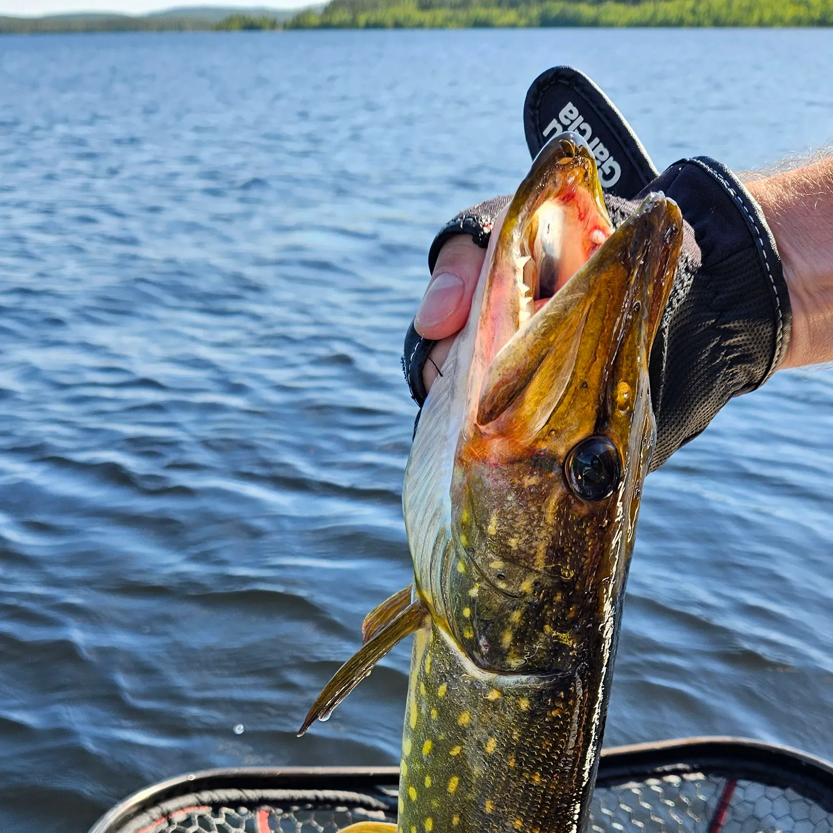 catch