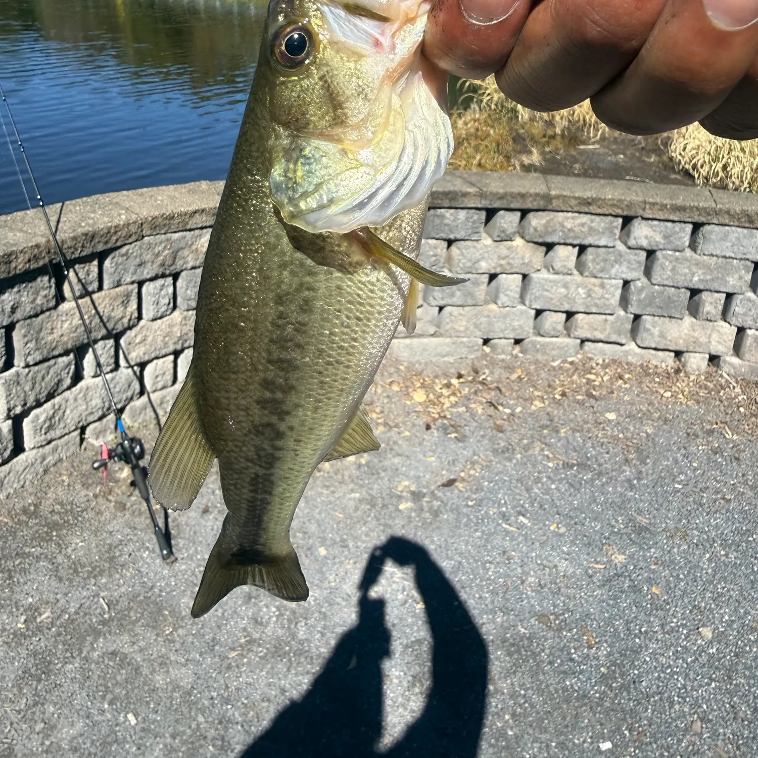 Largemouth bass caught on Fishbrain