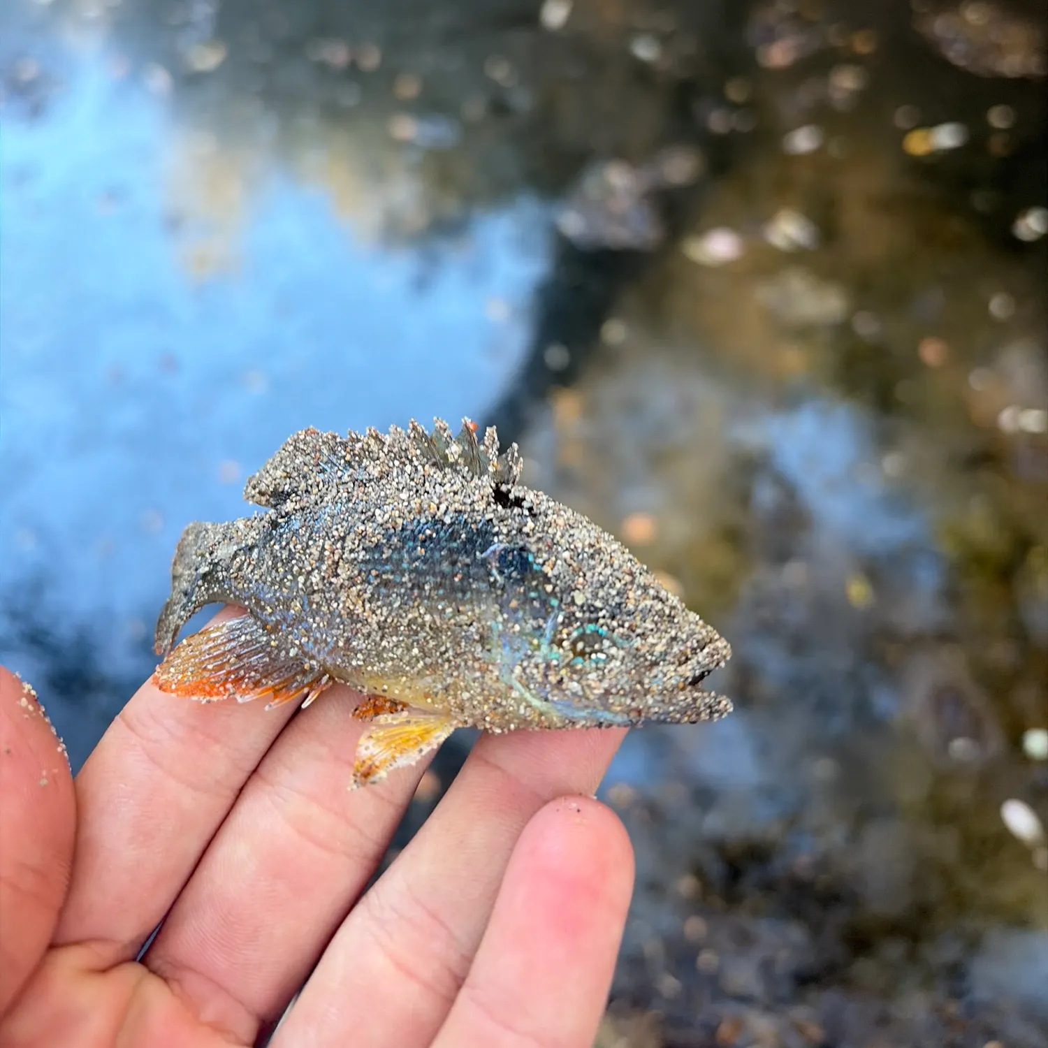 Green sunfish caught on Fishbrain