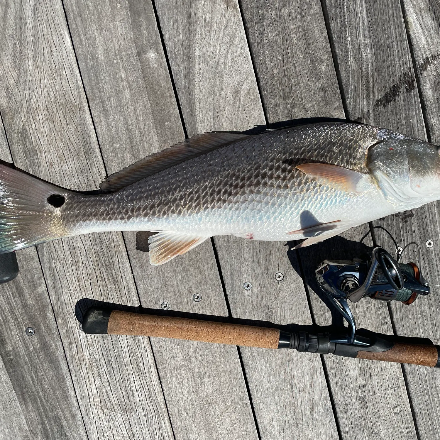 Red drum caught on Fishbrain