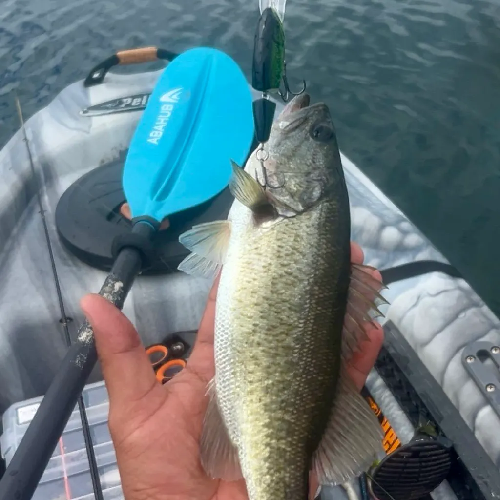Largemouth bass caught on Fishbrain