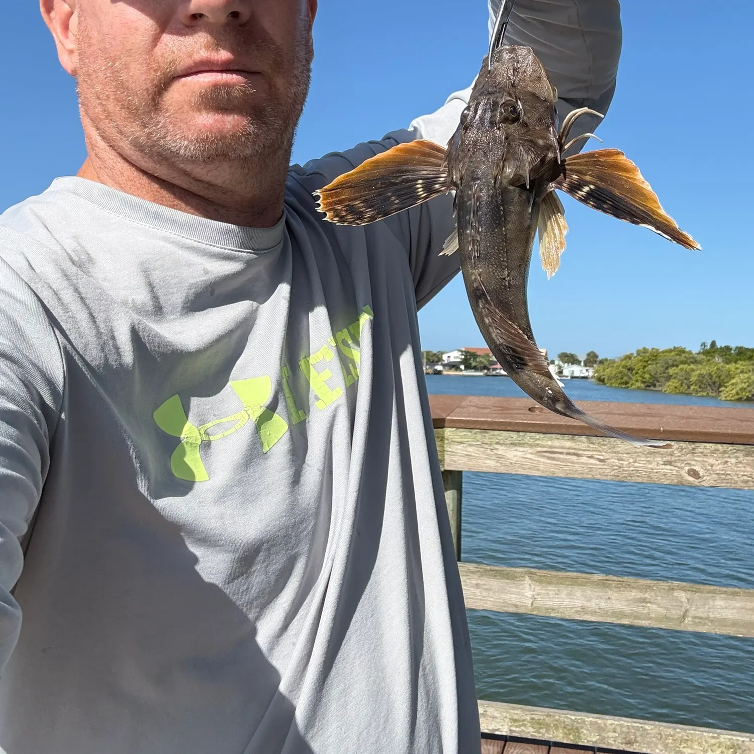 The most recent Striped searobin catches on Fishbrain