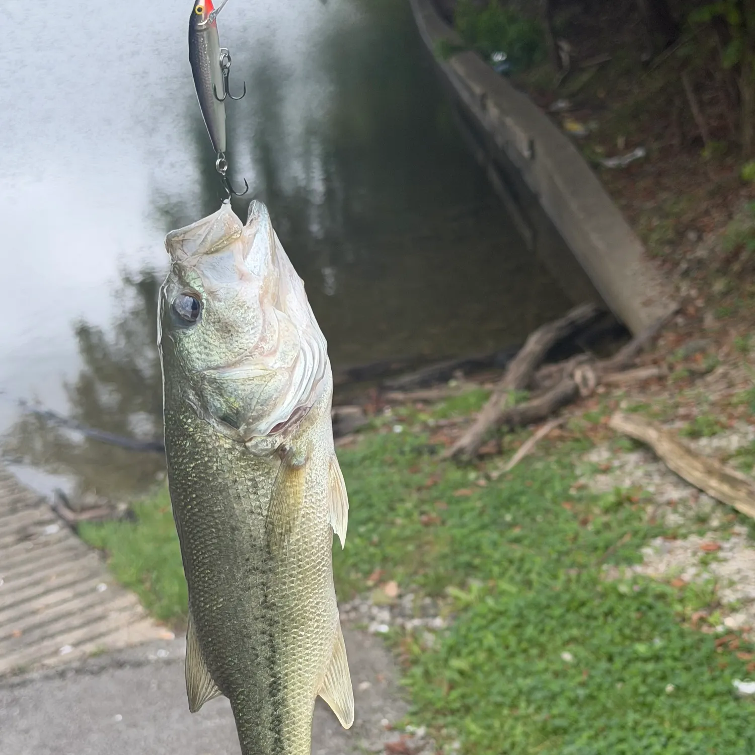 Largemouth bass caught on Fishbrain