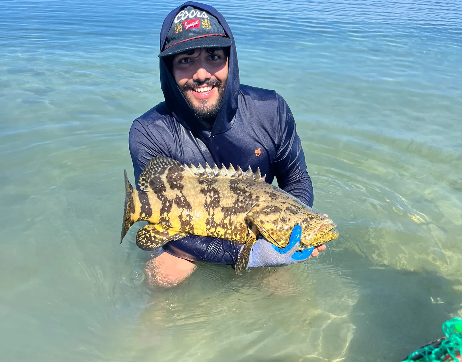 Atlantic goliath grouper