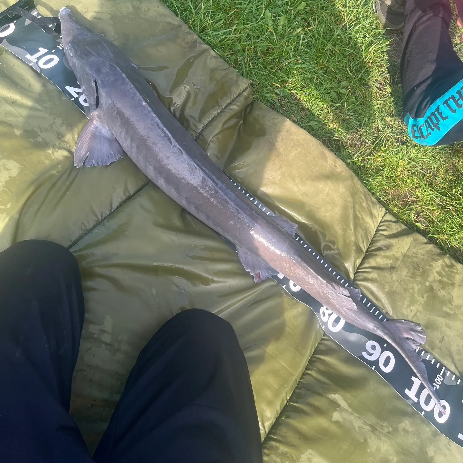 Siberian sturgeon caught on Fishbrain