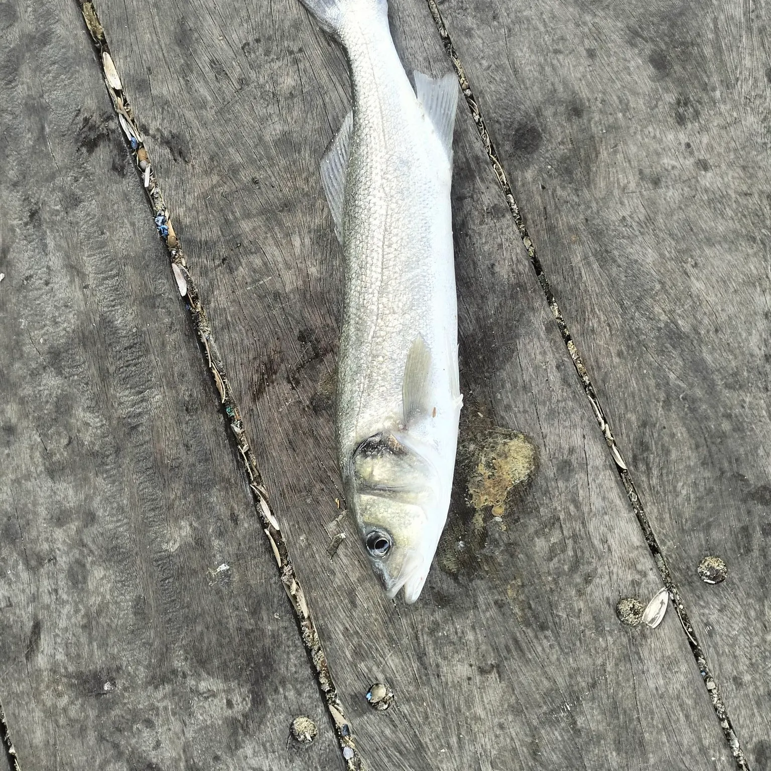 European seabass caught on Fishbrain