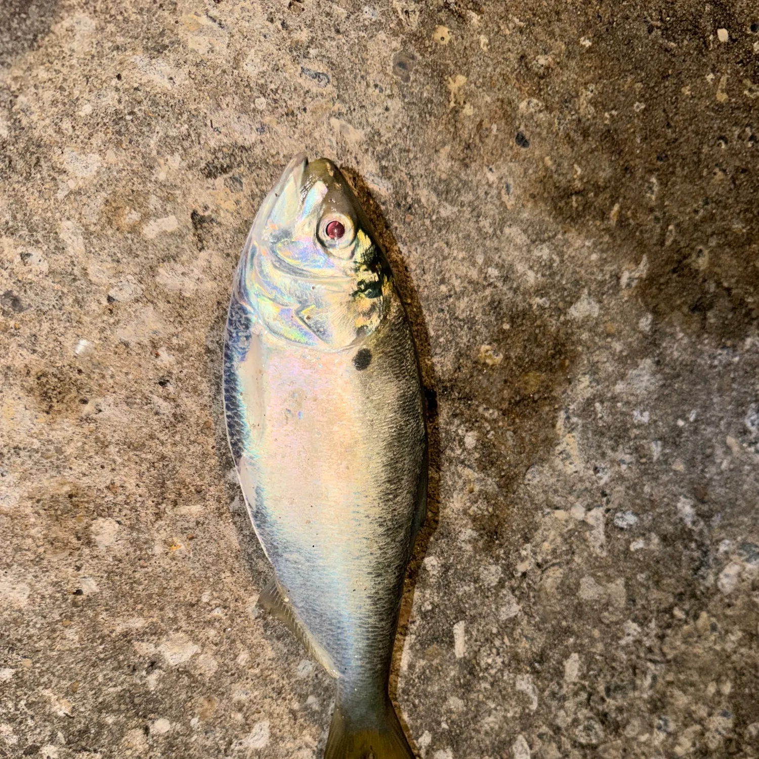 The most recent Gulf menhaden catches on Fishbrain