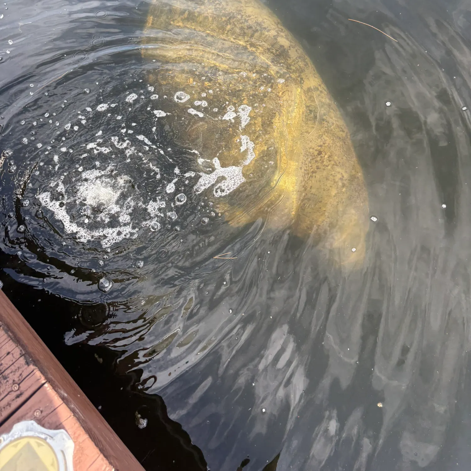 The most recent Honeycomb stingray catches on Fishbrain