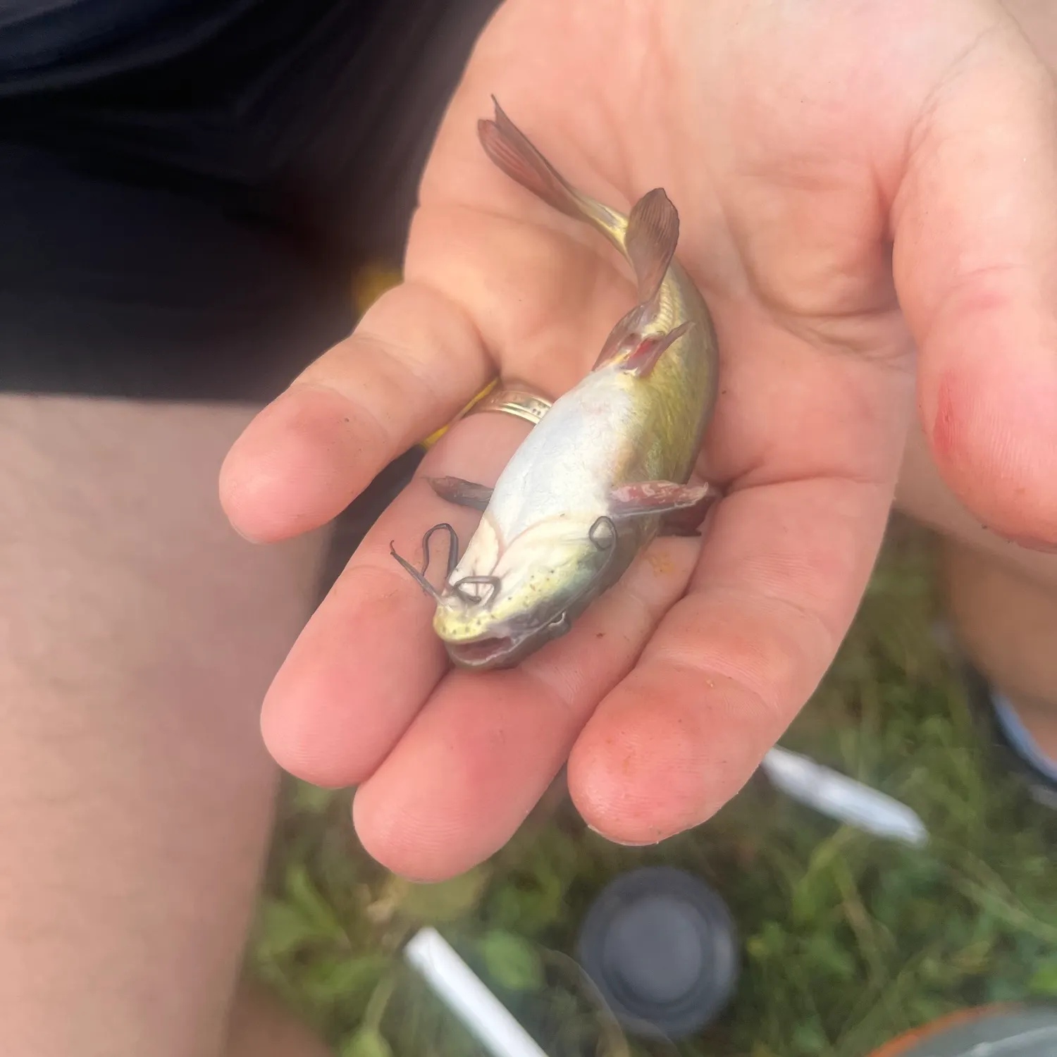 The most recent North African catfish catches on Fishbrain