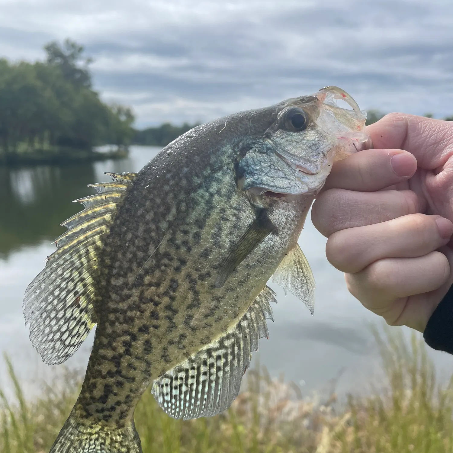 Black crappie caught on Fishbrain