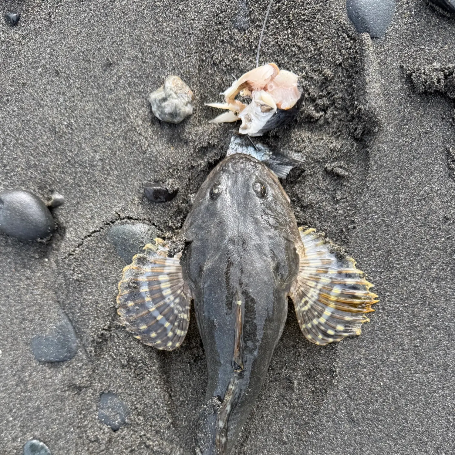 The most recent Great sculpin catches on Fishbrain