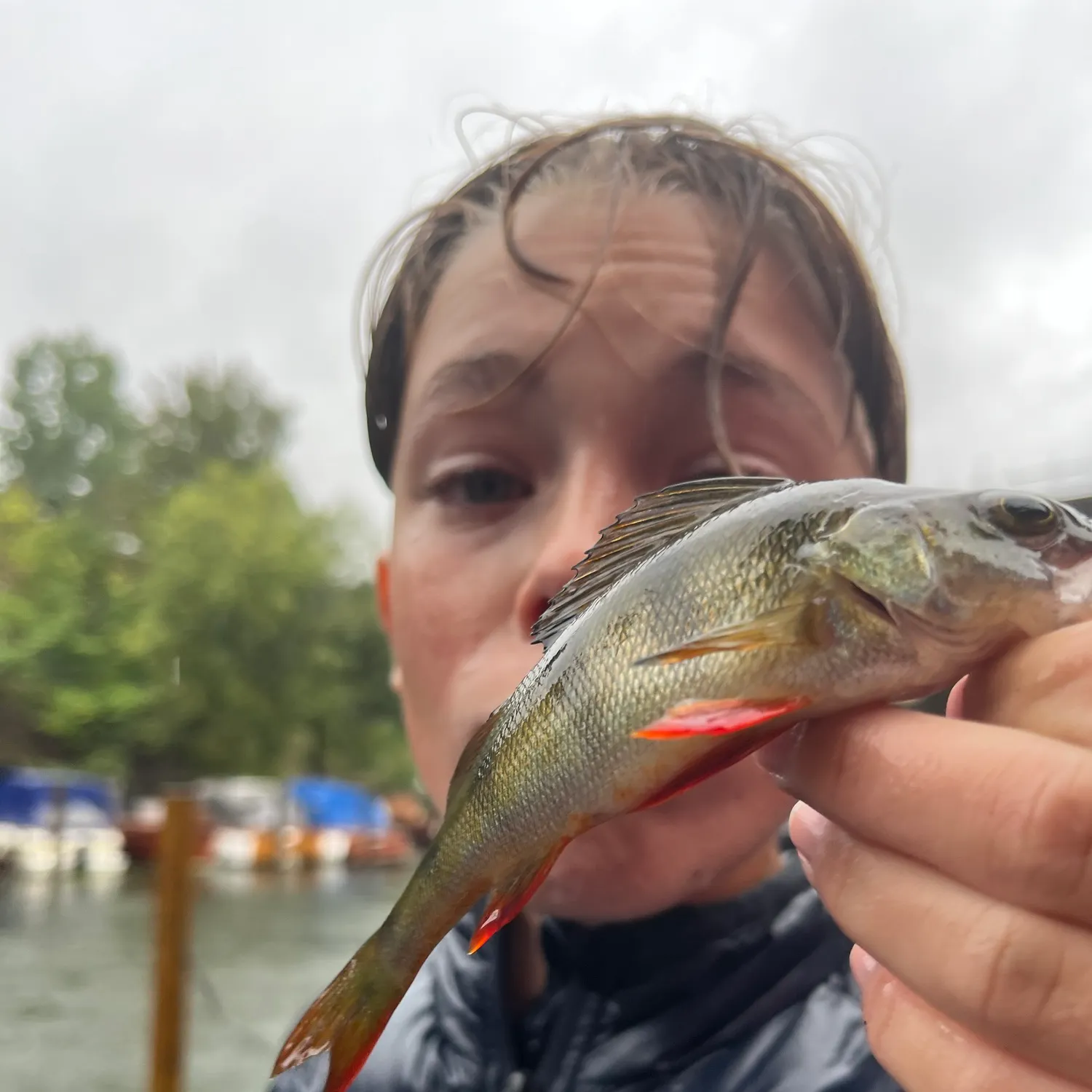 European perch caught on Fishbrain