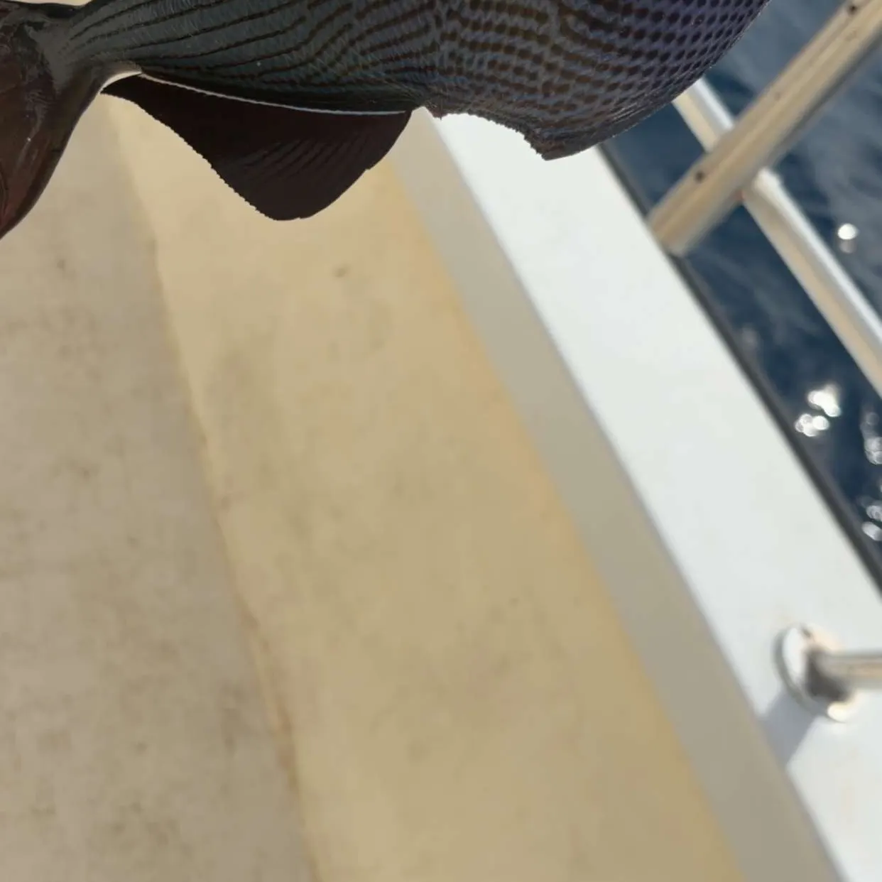 The most recent Bluefin trevally catches on Fishbrain