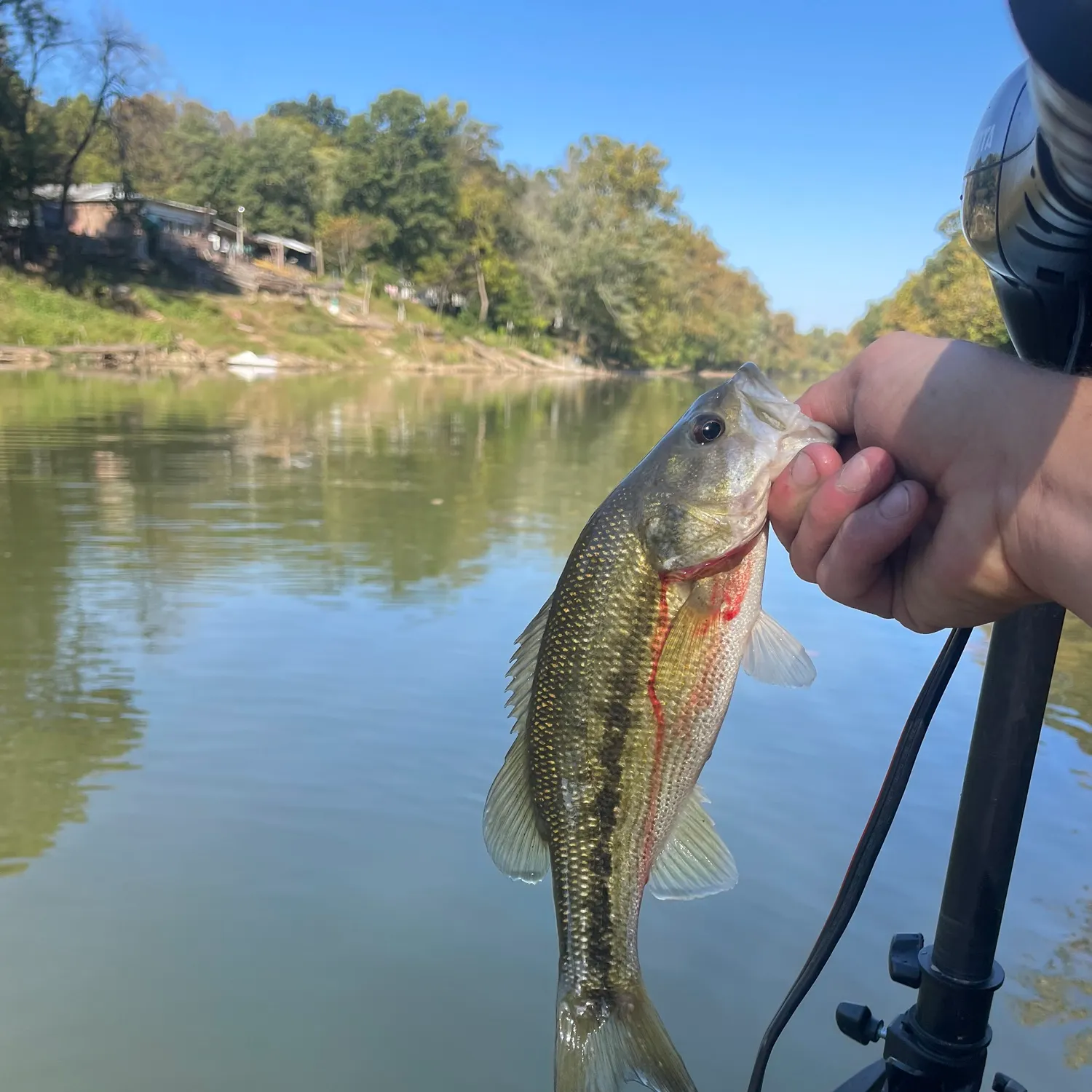 Spotted bass caught on Fishbrain