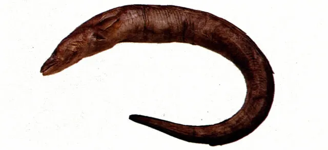 Beach conger