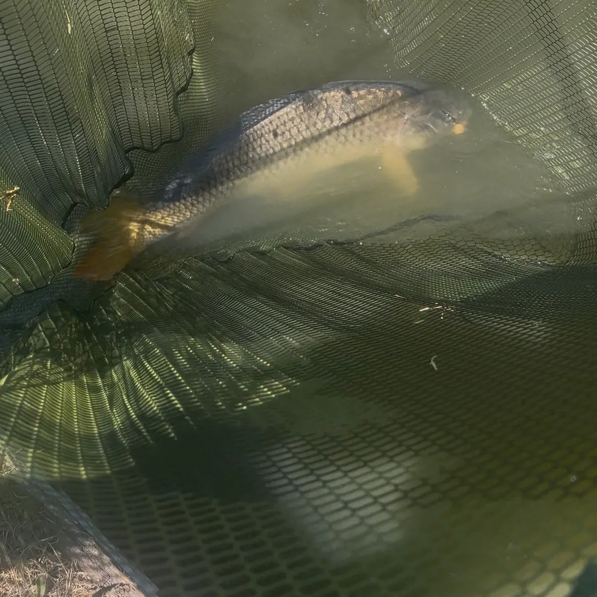 Common carp caught on Fishbrain