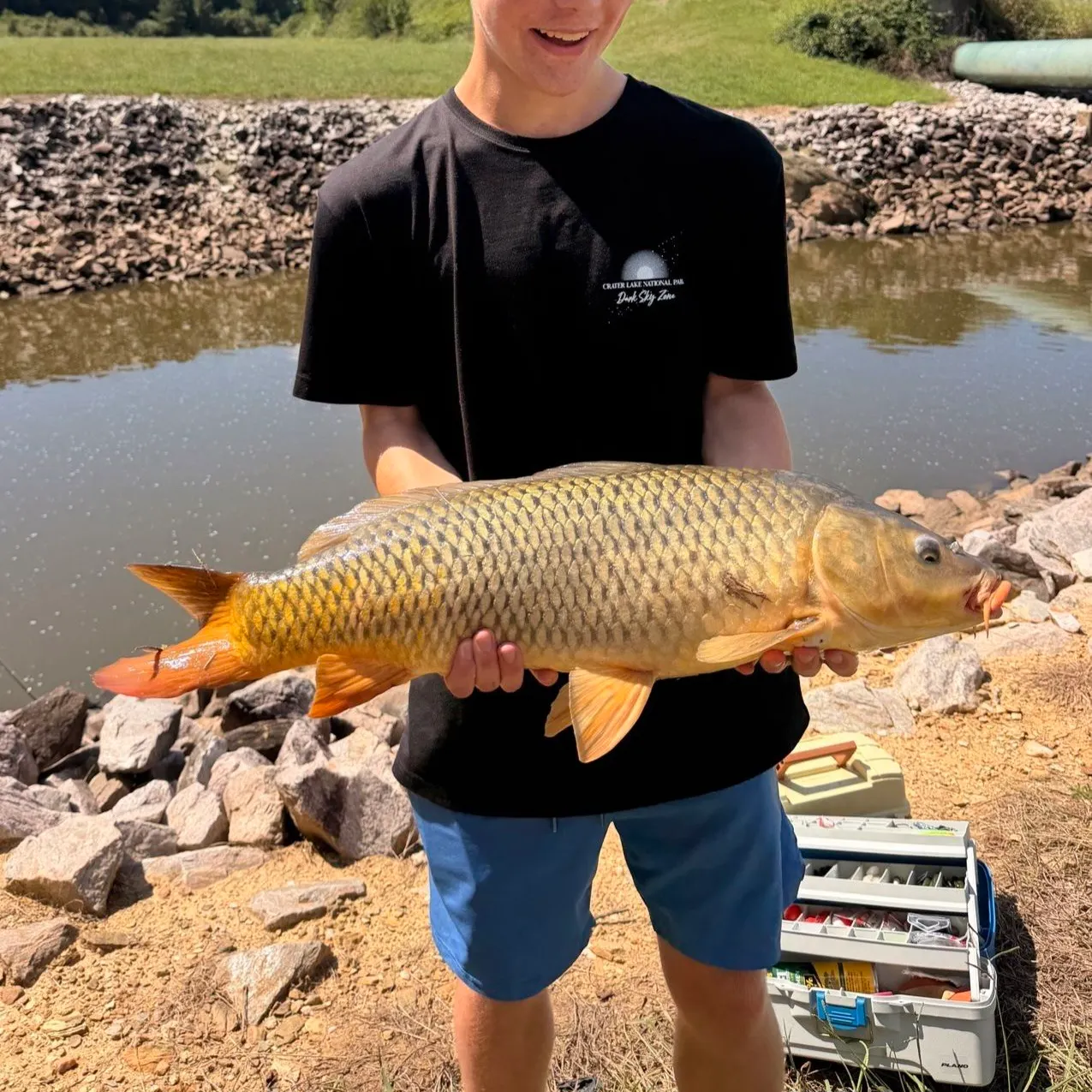 Common carp caught on Fishbrain